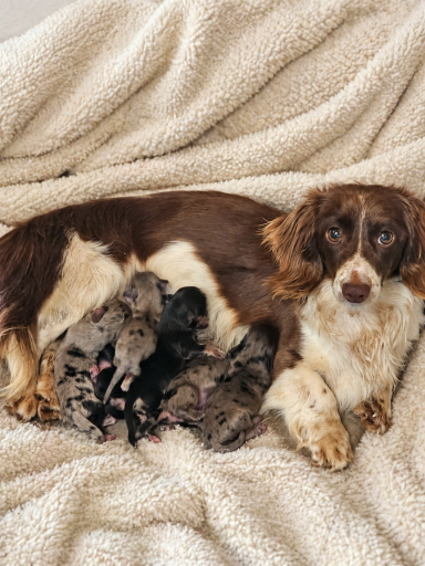 Keko Litter